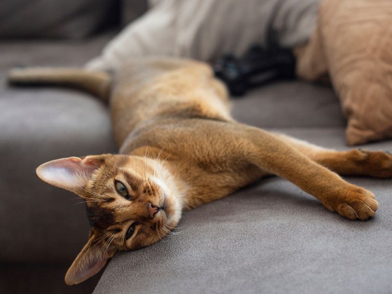 Abyssinian-Cat-Care-Requirements
