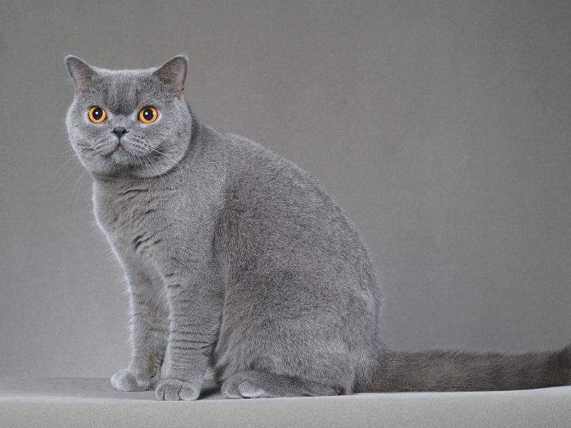 British-Shorthair-Cat