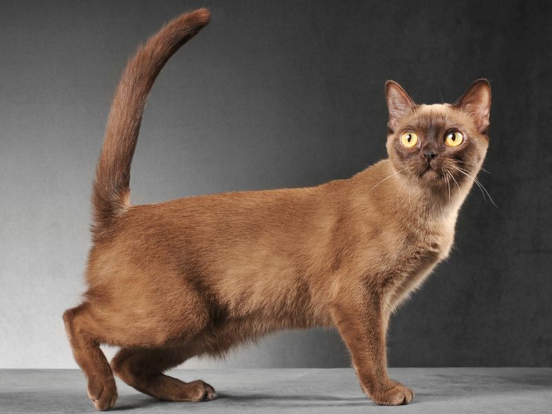 Burmese-Cat