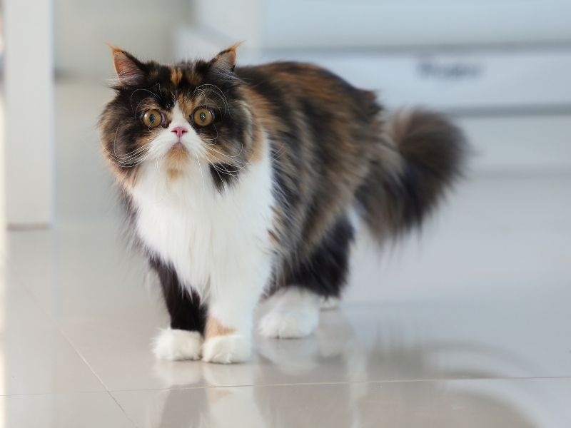 Persian-Cat