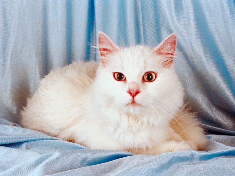 Turkish-Angora-Cat