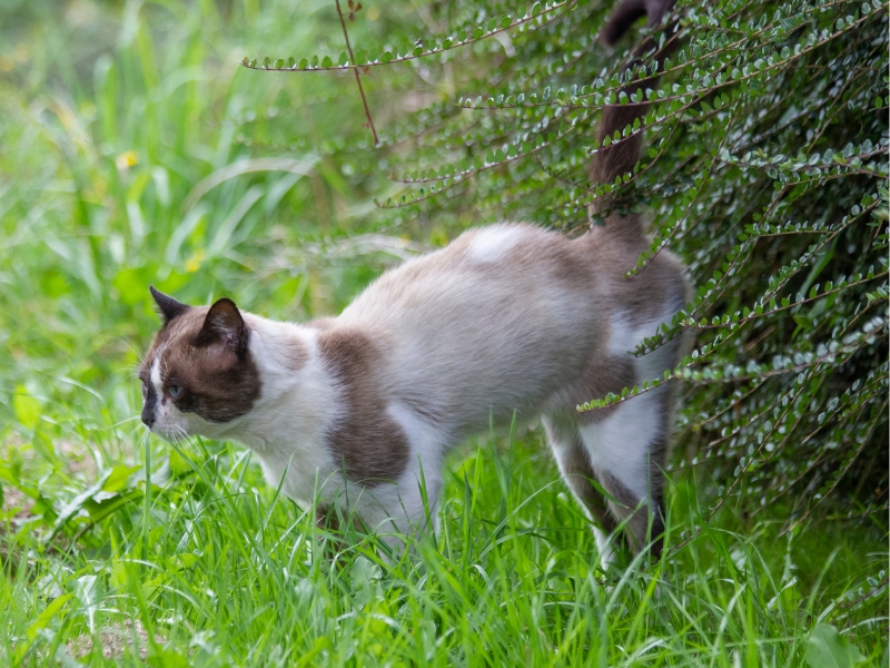 cat-in-grass