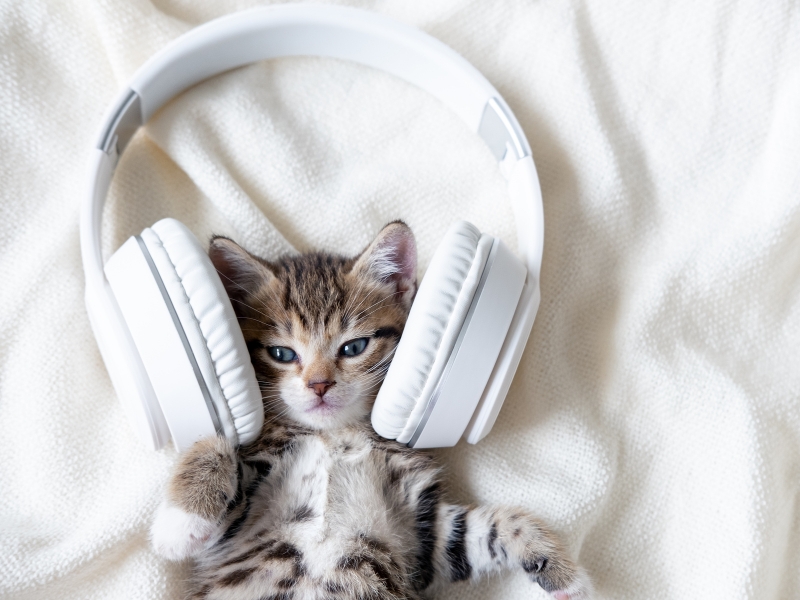 cat-music