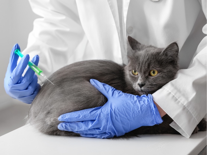 injection-to-cat