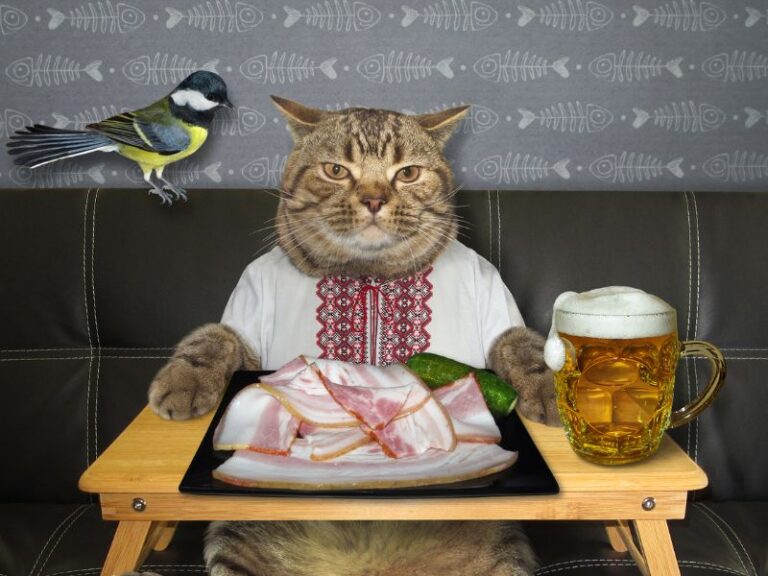 can-cats-eat-bacon