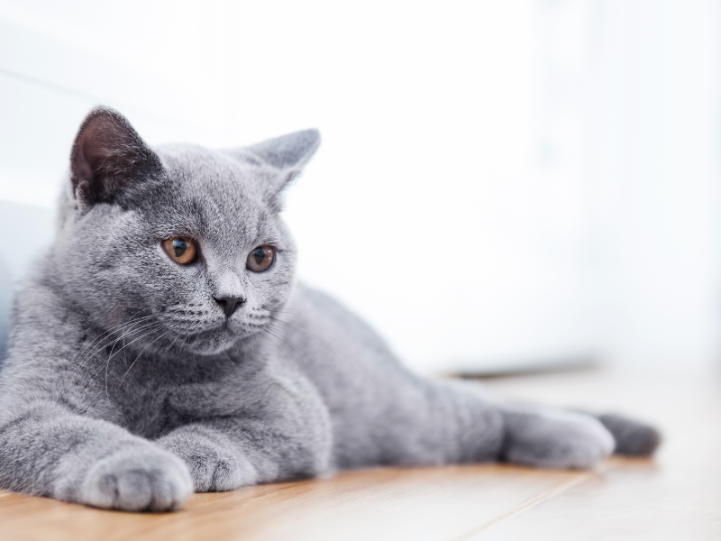 gray-cat-laying-on-floor