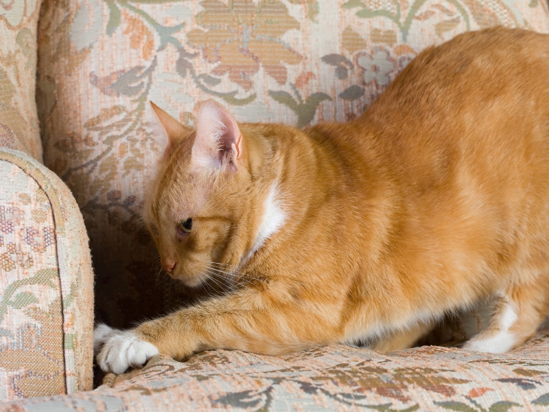 cat-on-sofa