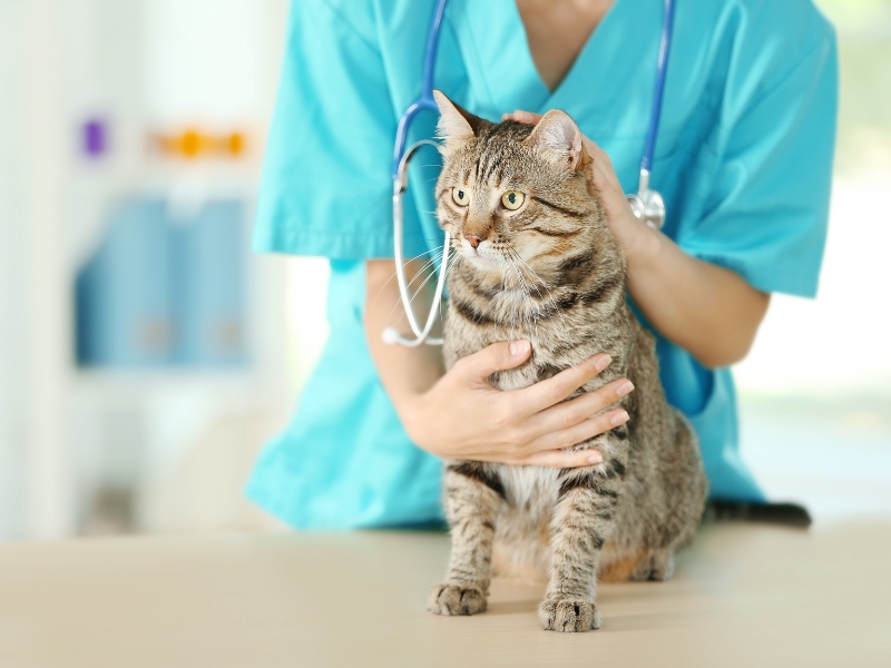 cat-veterinarian-or-behaviorist