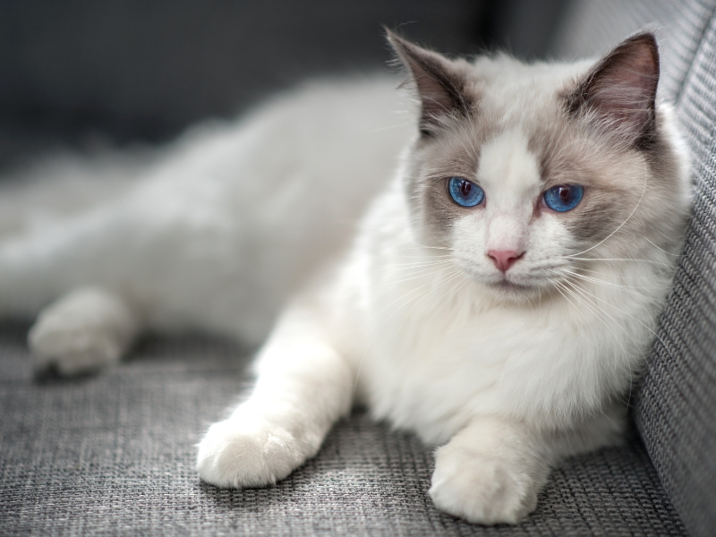 blue-eyes-cat