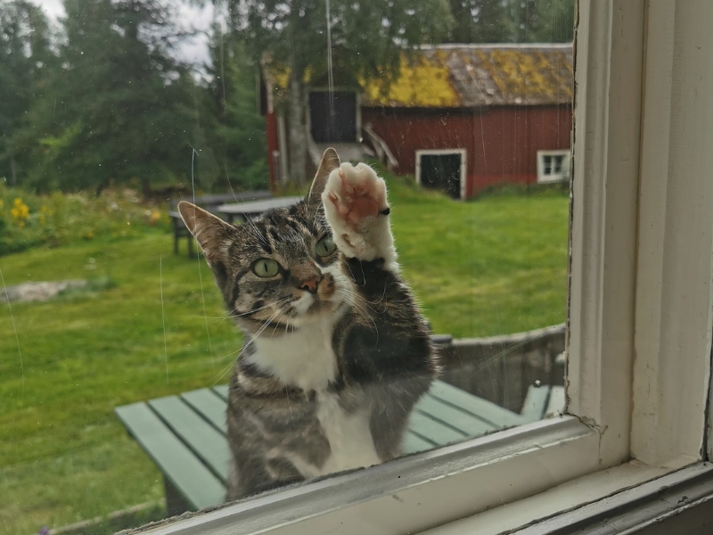 cat-touching-window