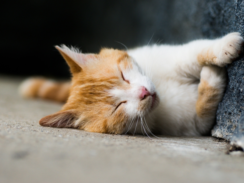 cat-laying-on-floor