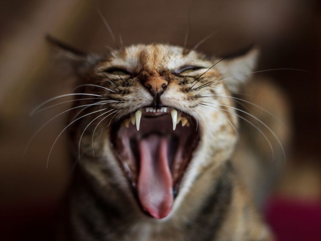 cat-aggression
