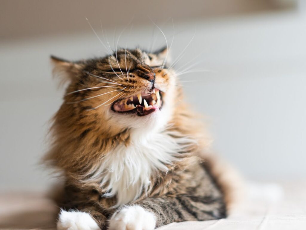 cat-teeth's