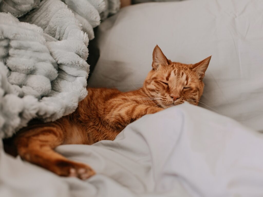 Golden-cat-on-bed