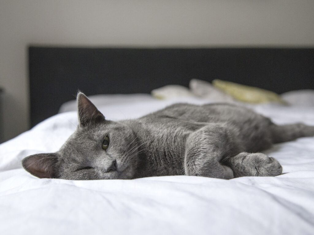 Gray-cat