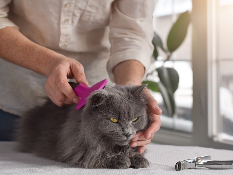 cat-grooming