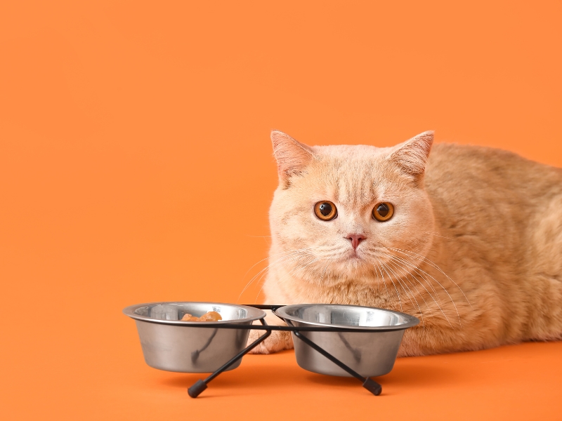 cat-thinking-about-two-bowls