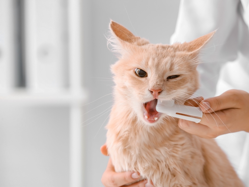 dental-treatment-of-cat