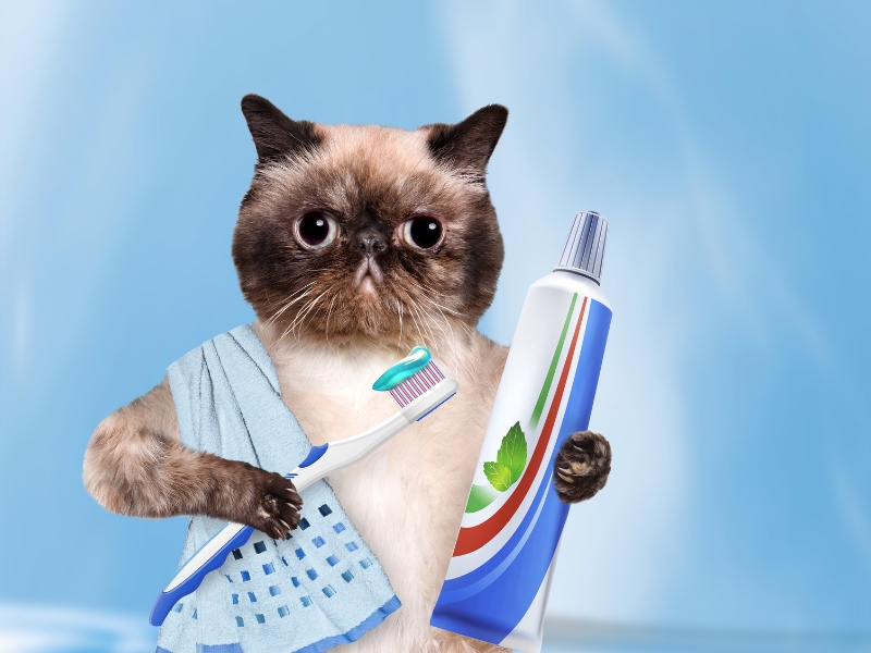 cat-holding-toothpaste