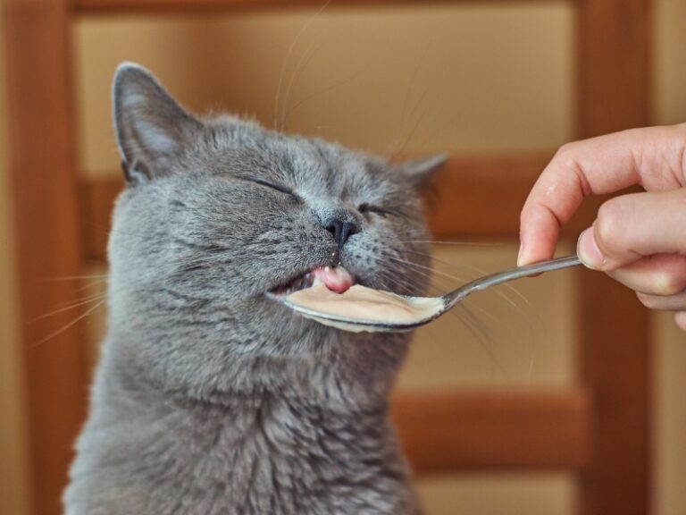 cat-eating-from-spoon