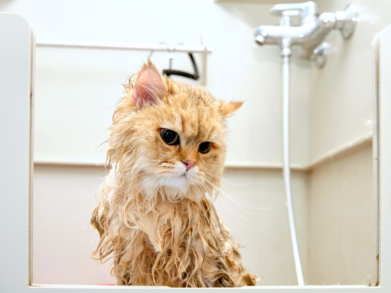 bathing-long-haired-cat