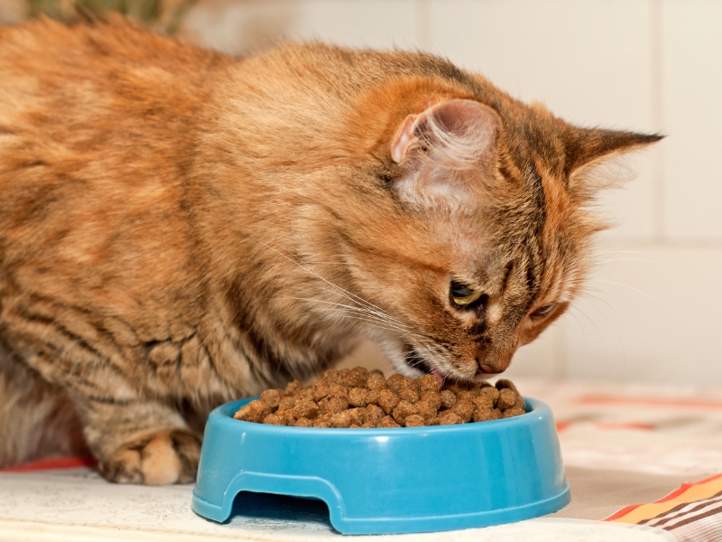 golden-cat-eating-food