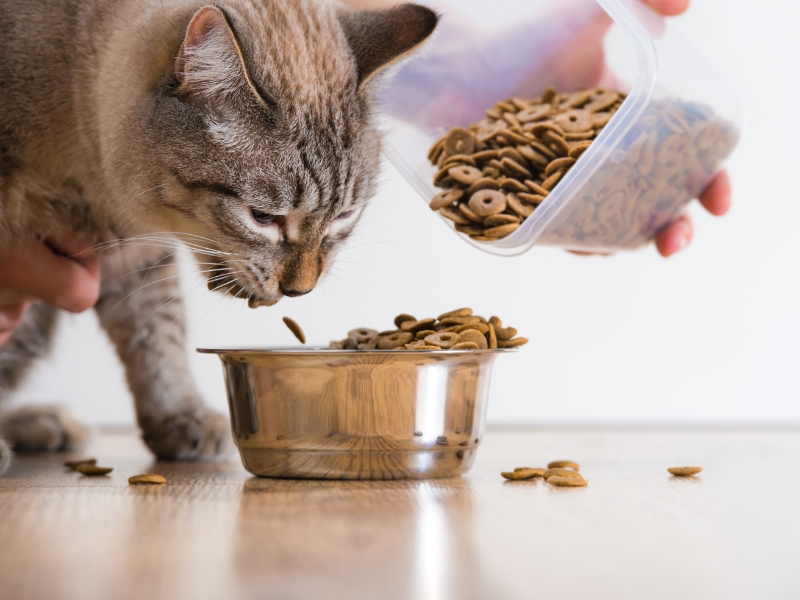 giving-cat-food