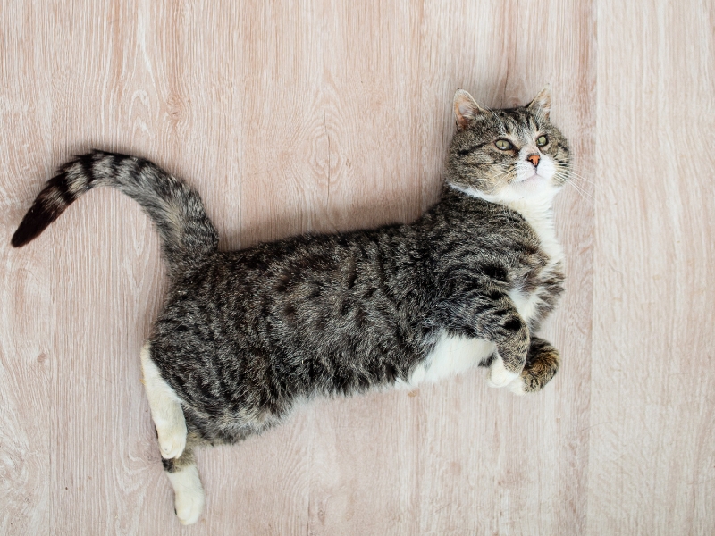 cat-on-floor
