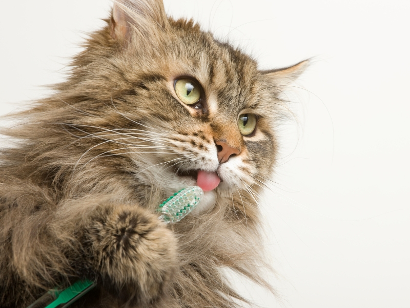 Preparing Your Cat for Teeth Cleaning