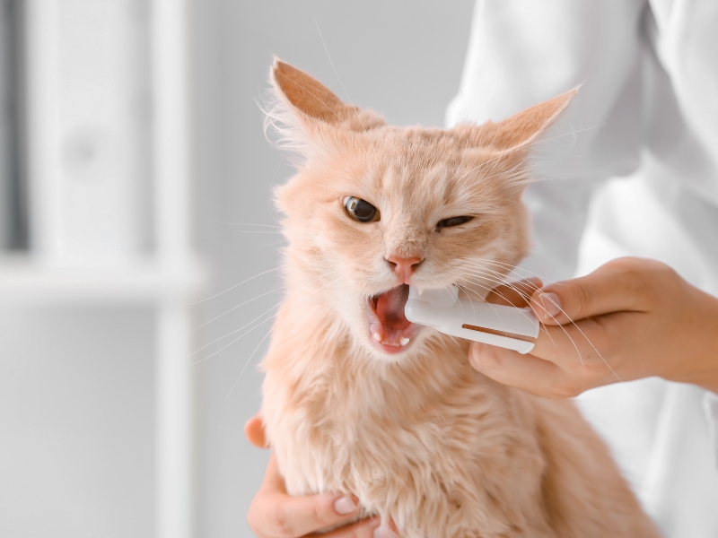 Step-by-Step Guide to Cat Teeth Cleaning