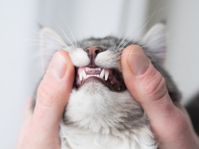 Cat Tooth Cleaner and Dental Treats