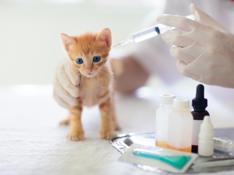 what-are-cat-vaccinations