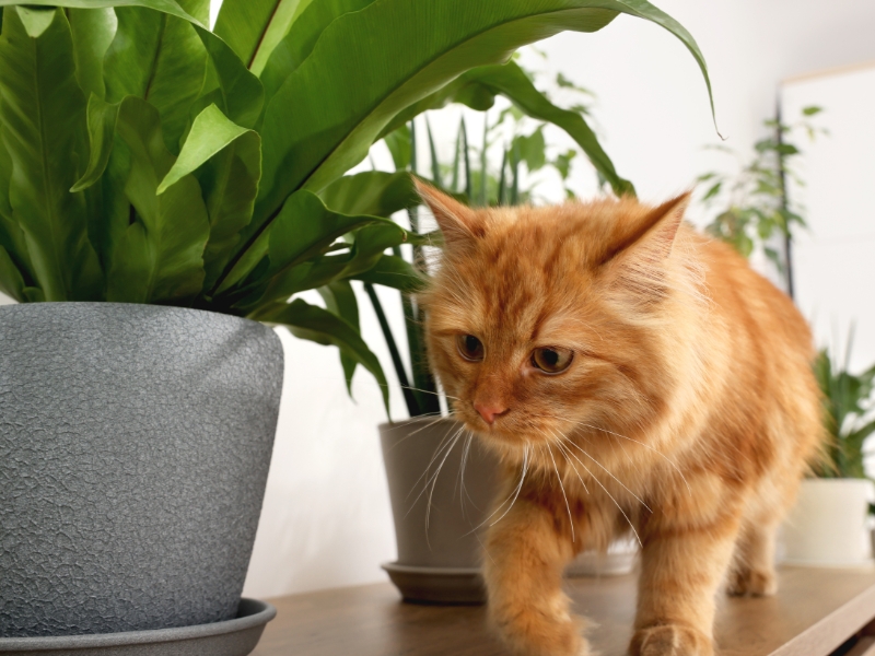 8 Cat-friendly Houseplants