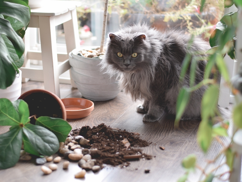 Plants to Avoid Around Cats