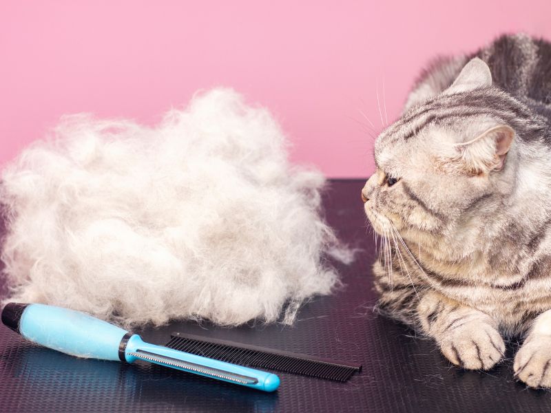 Causes of Cat Shedding