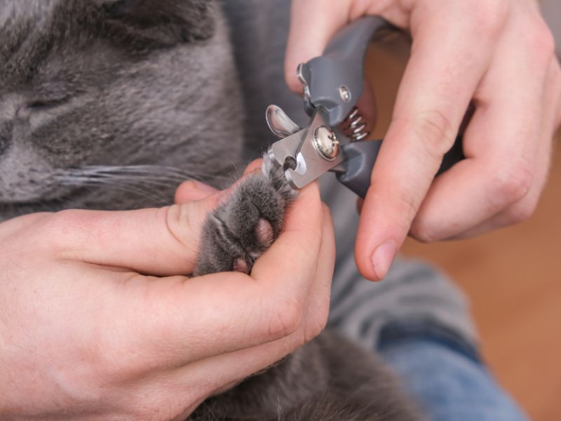 cat-nail-clipping
