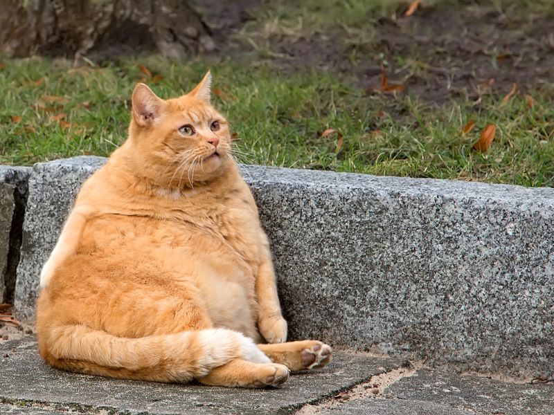 Causes-of-Cat-Obesity