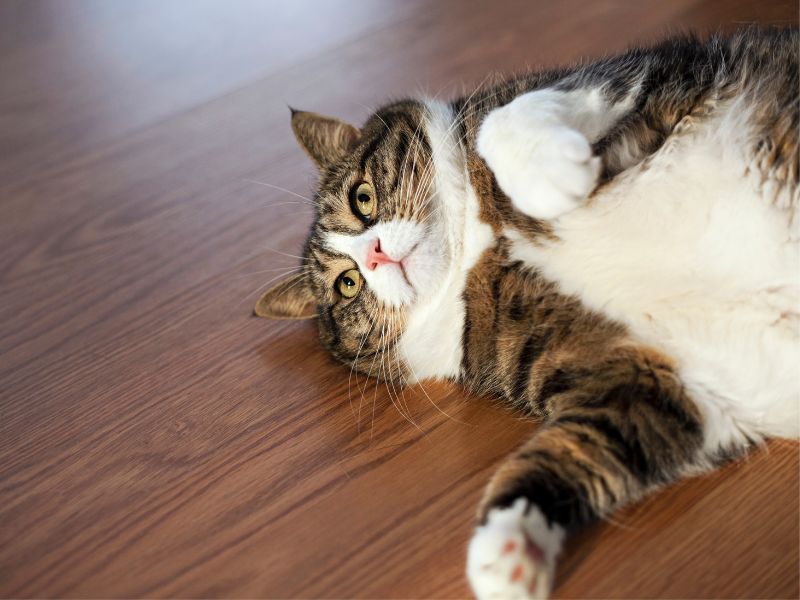 Risks-of-Cat-Obesity