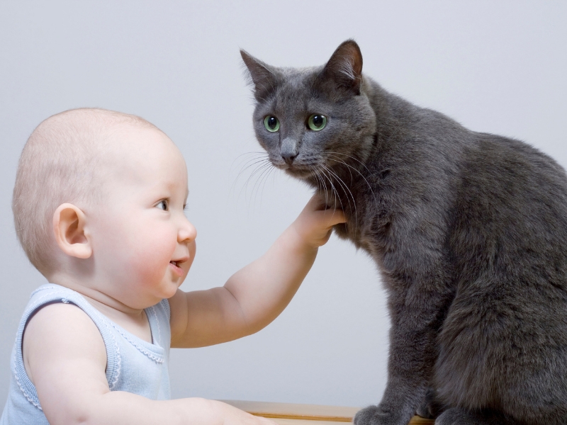 understanding-your-cat-behaviour