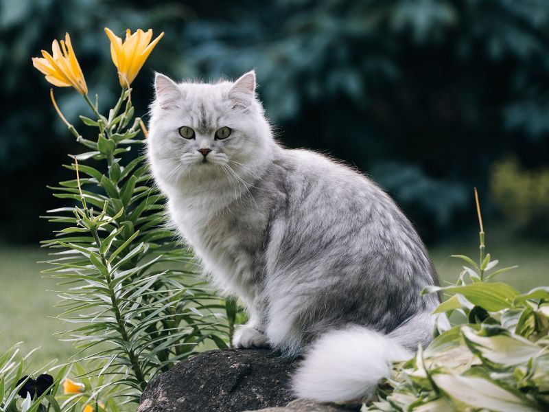 British-Longhair-Cat