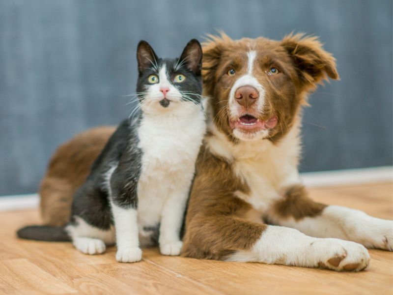 Introducing-Cat-and-Dogs