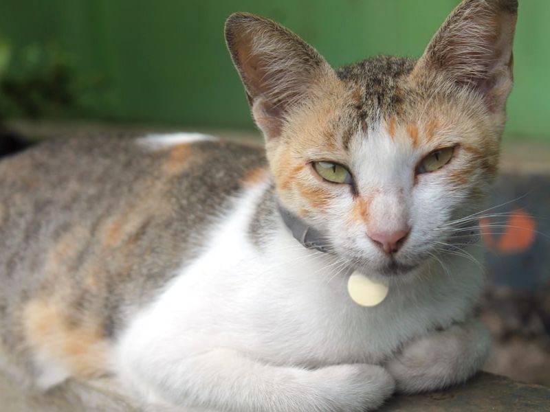 Javanese-Cat