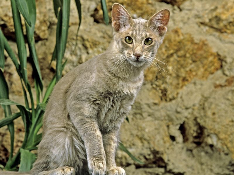 Oriental-Longhair-Cat