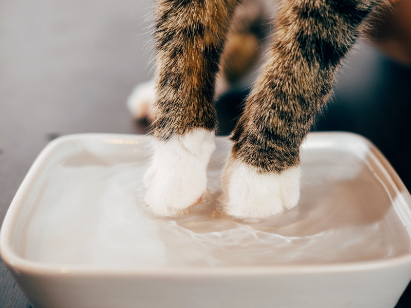 prevent-cat-paw-matting