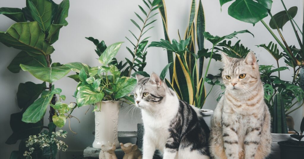 cat friendly houseplants