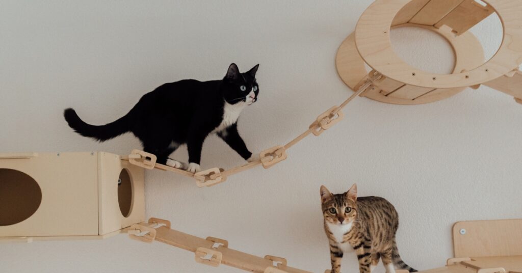 cat-Proofing-your-house
