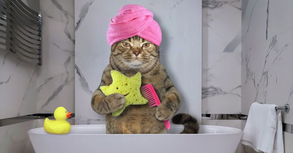 cat-bath-without-stress