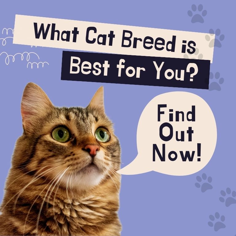 Cat-Breed-Selector