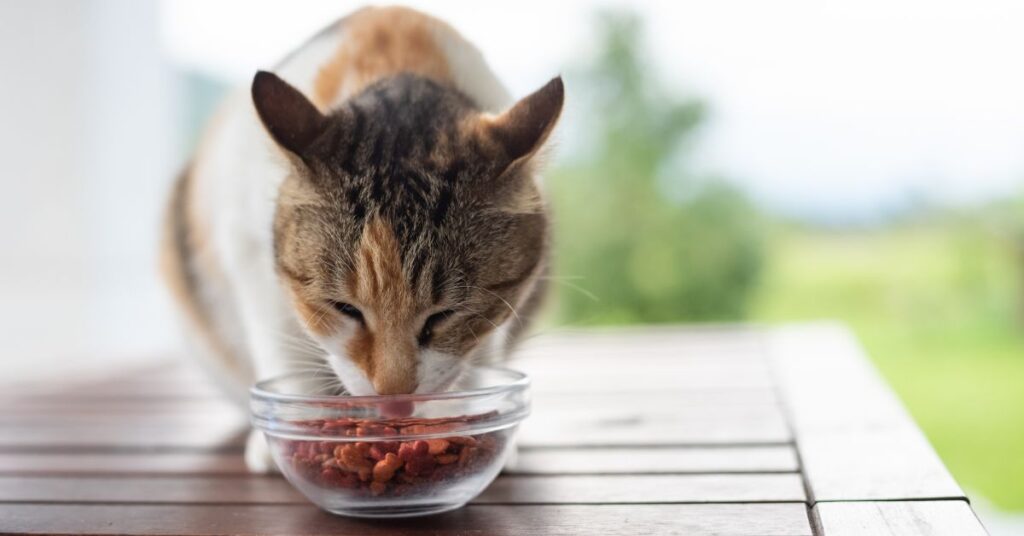 how-much-food-should-I-feed-my-cat