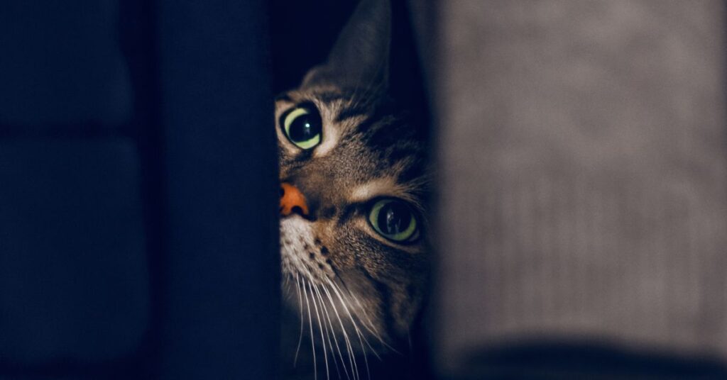 cat-hiding-behaviors-understanding-causes-and-concerns